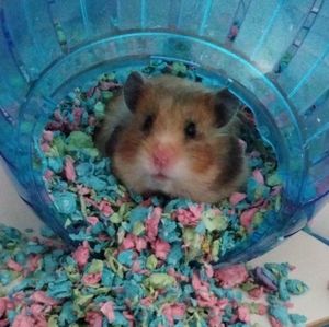 Meet your Posher, Aura